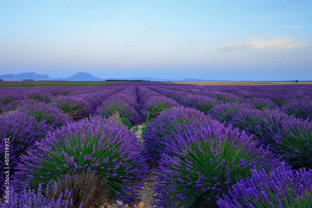 Obraz premium Lavender field