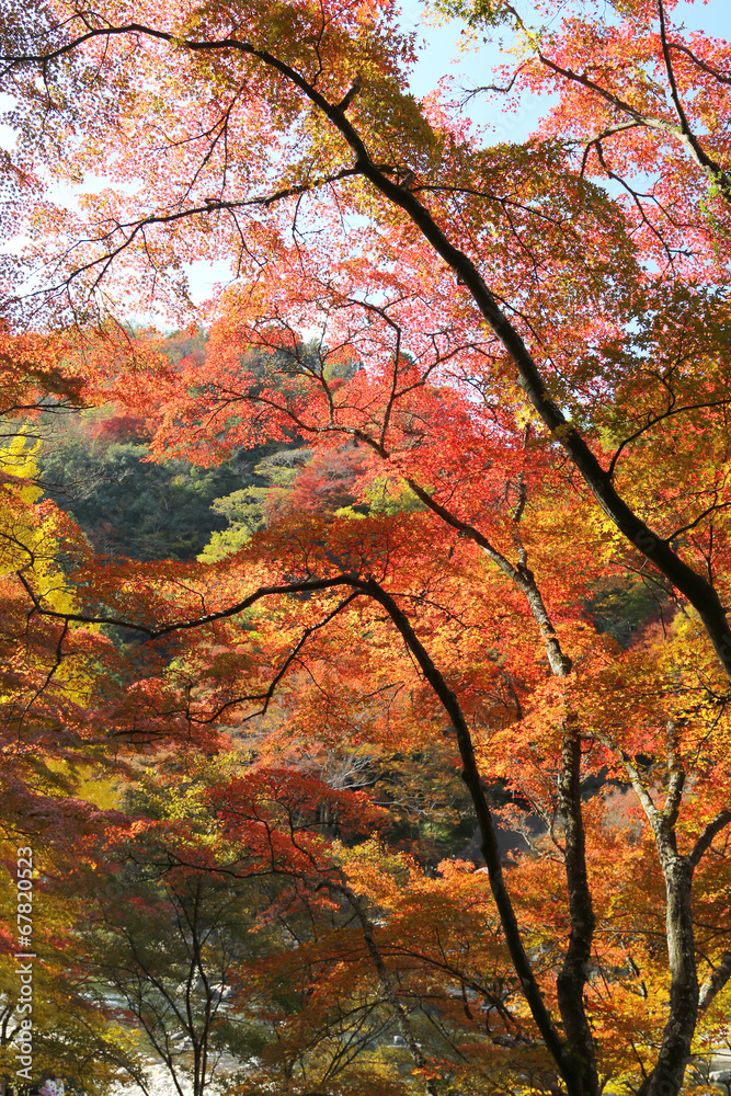 紅葉