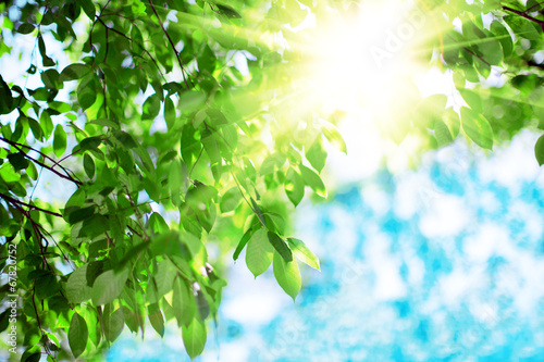 Sun and leaves. Green leaves on a background of blue sky and sun