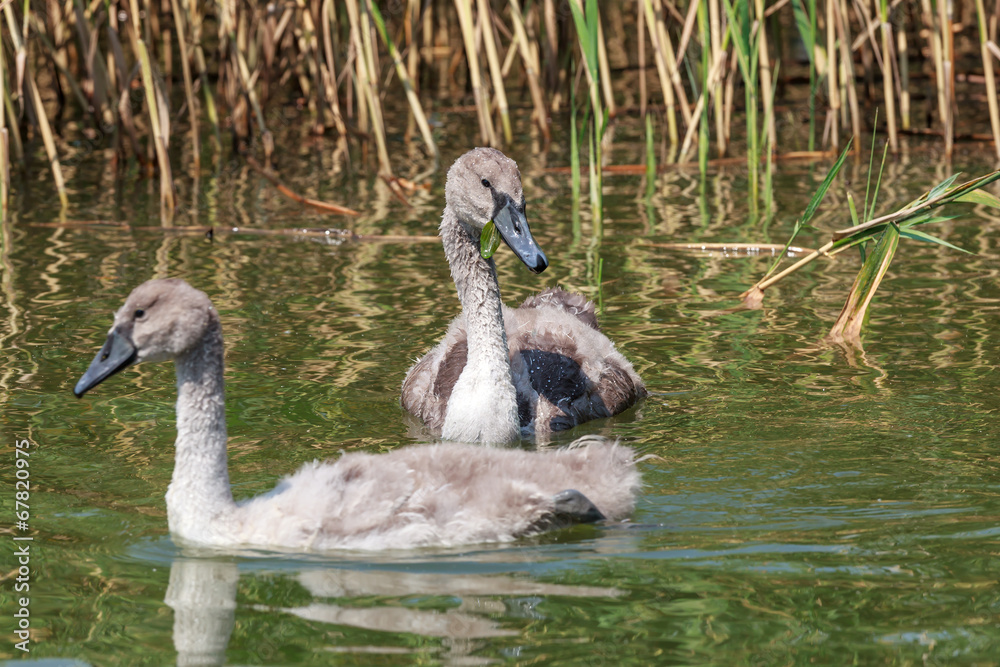 Schwanenküken (Cygnini) schwimmen im See Schwanenküken (Cygnini) schwimmen im See