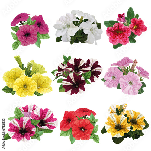 Set of multicolored petunias photo