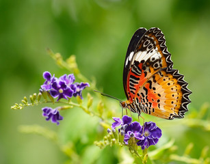 Poster Vlinder Vlinder op paarse bloem zomer  © amphaiwan