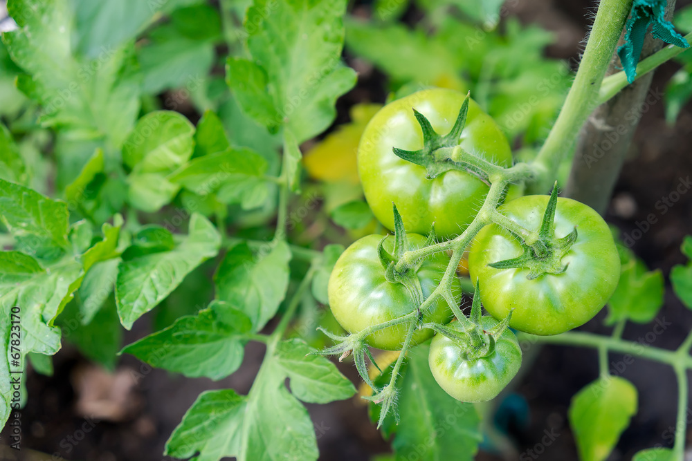 Tomatoes growing in a greenhouse, green tomatoes hanging on a vi