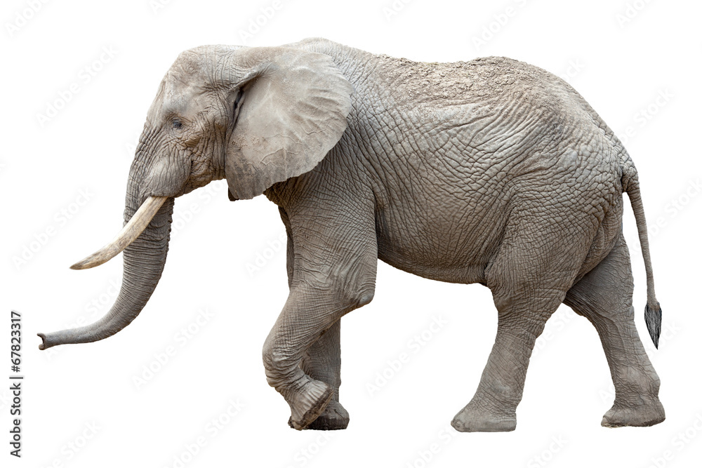 Naklejka premium Słoń przed białym tle