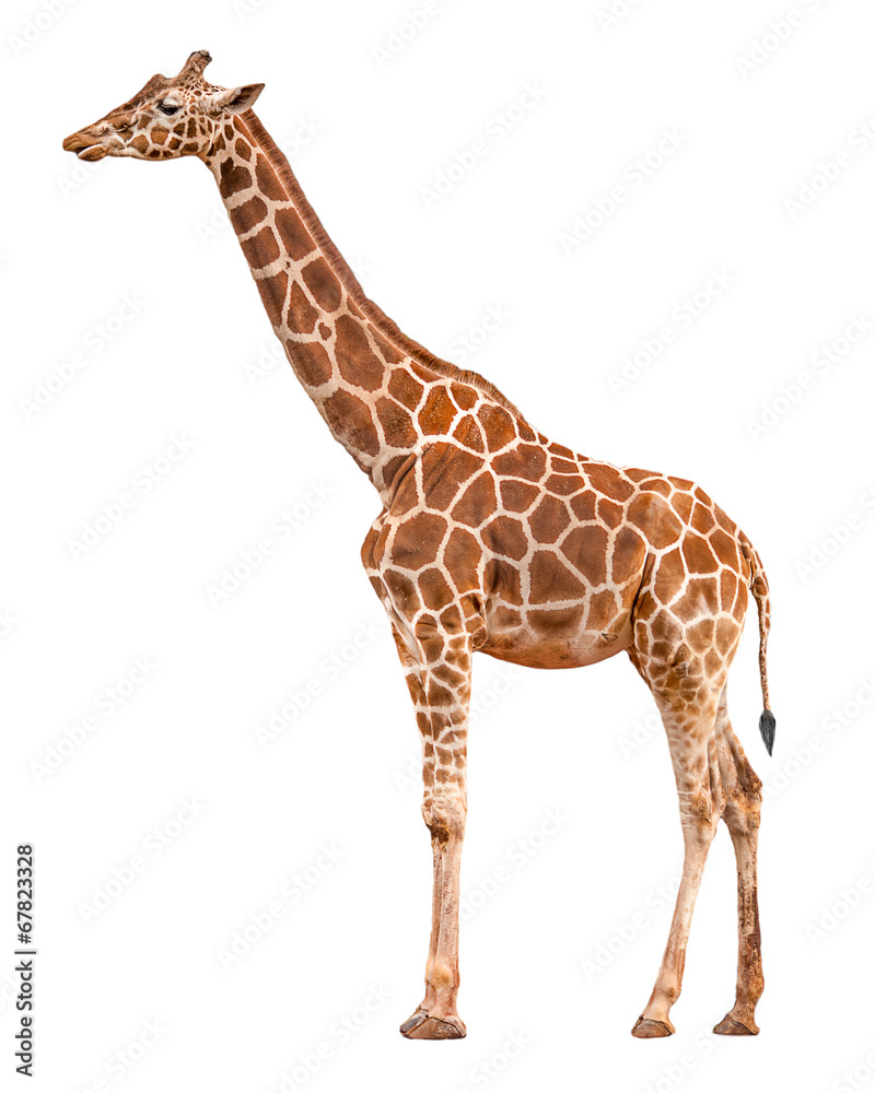 Fototapeta premium Żyrafa przed białym tle
