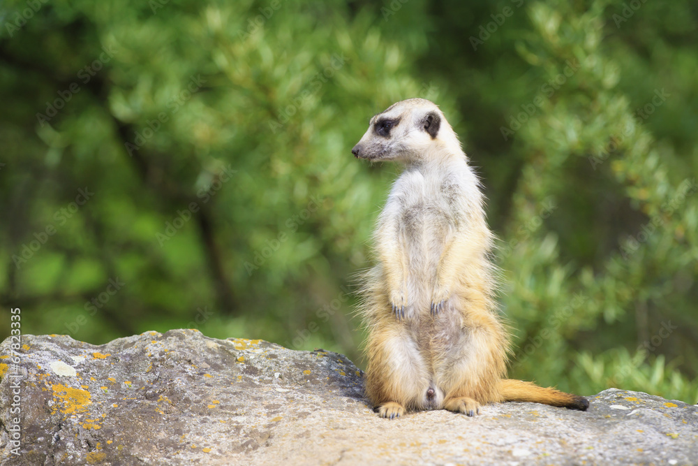 Fototapeta premium Suricate - Meercat Photo