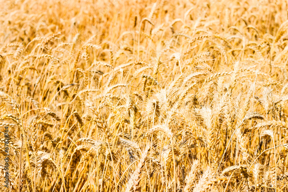 Ear of Wheat Photo with Nature Background
