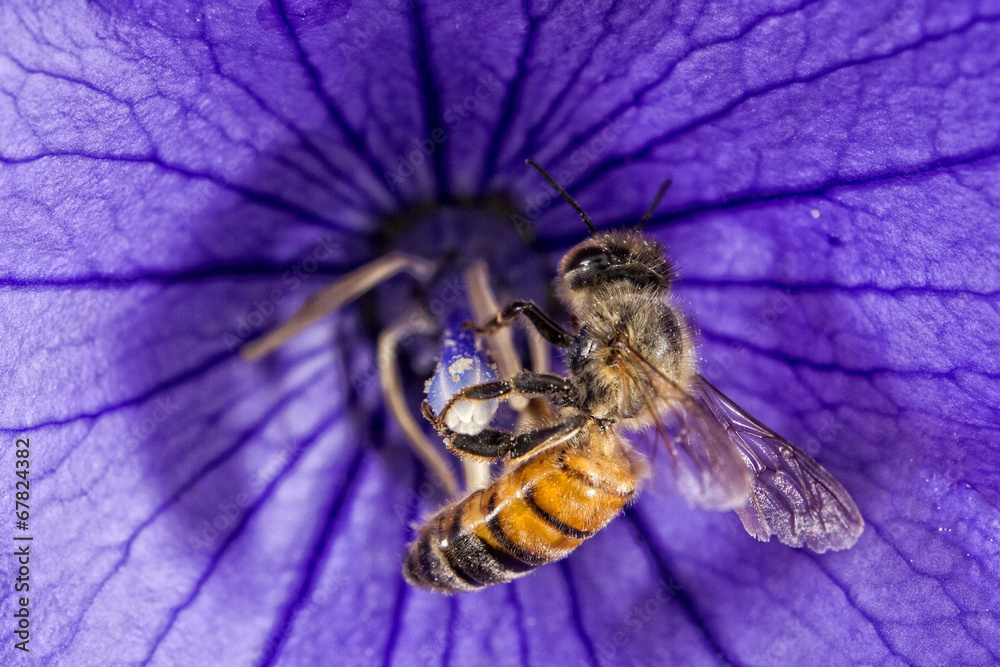 bee flying to you from flower - obrazy, fototapety, plakaty 