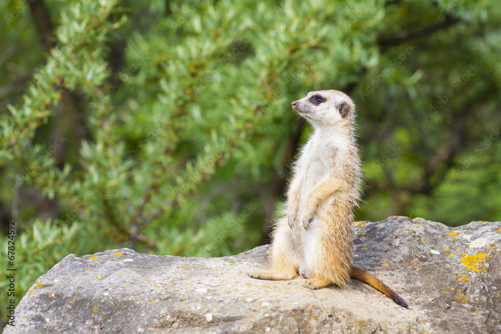 Fototapeta premium Suricate - Meercat Photo