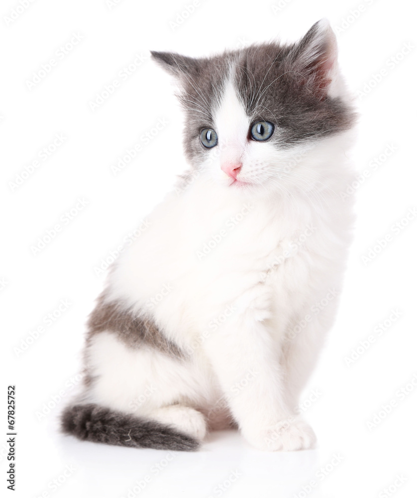Cute little kitten isolated on white