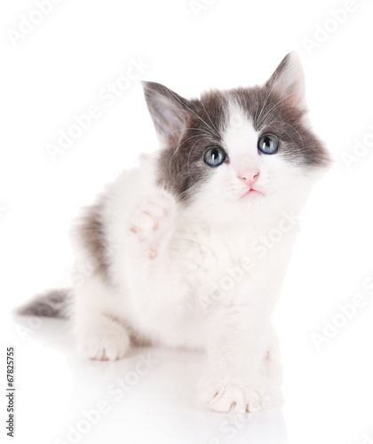 Cute little kitten isolated on white