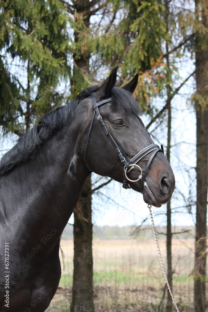 Portrait of black sport horse with bridle Portrait of black sport horse with bridle