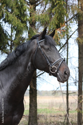 Portrait of black sport horse with bridle © virgonira