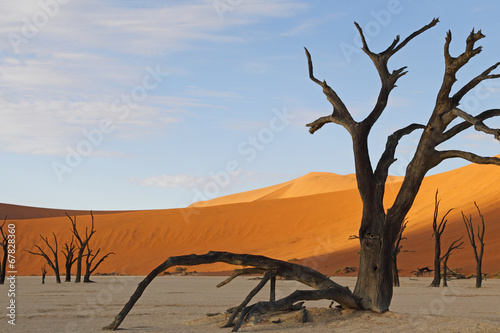 Dead Vlei  Sossusvlei  Namibia