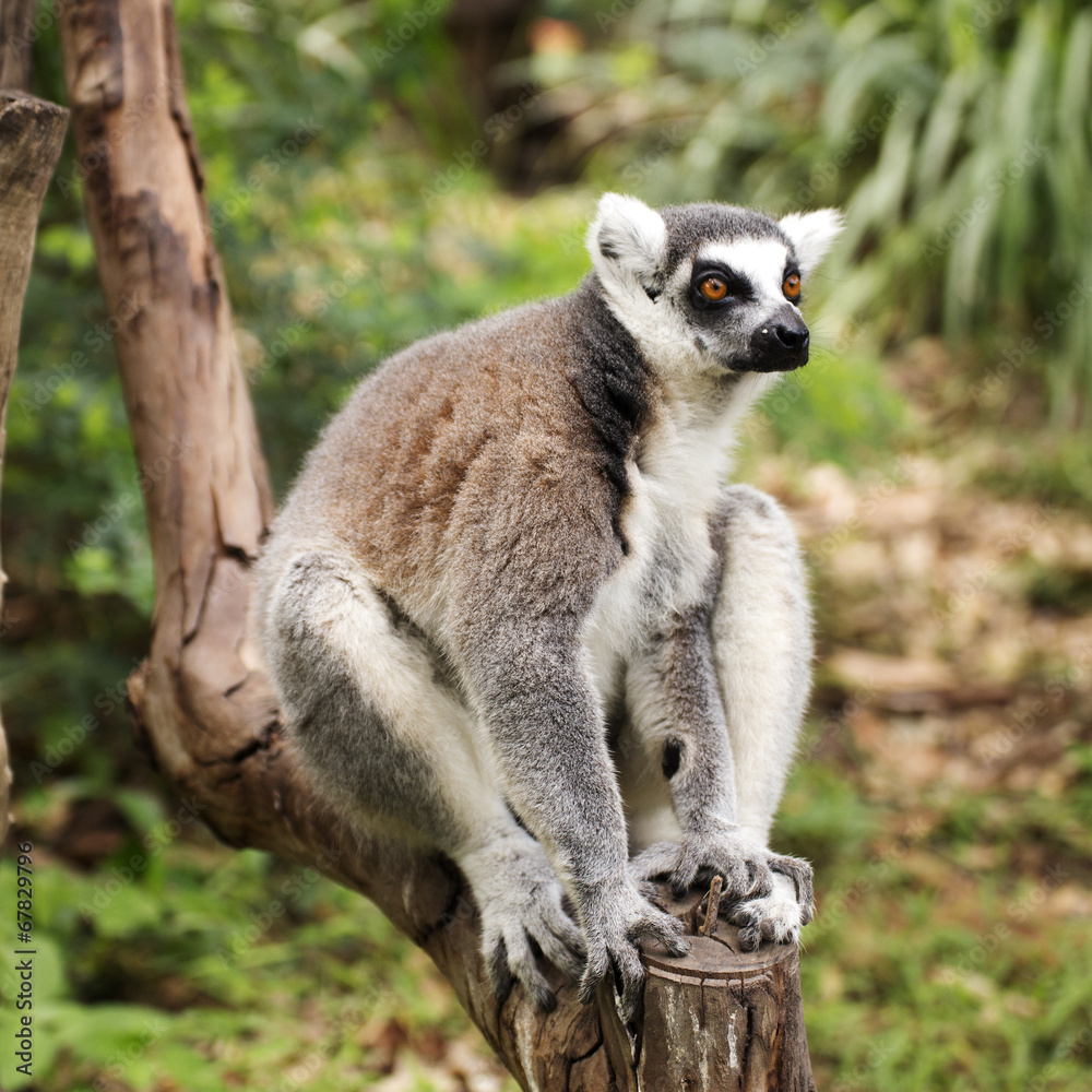 Fototapeta premium Ring-tailed lemur