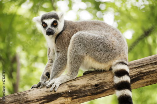 Ring-tailed lemur sitting