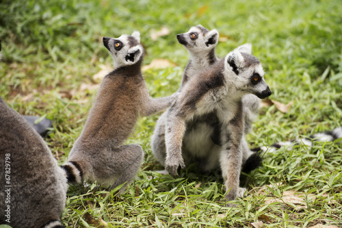 Three ring-tailed lemurs