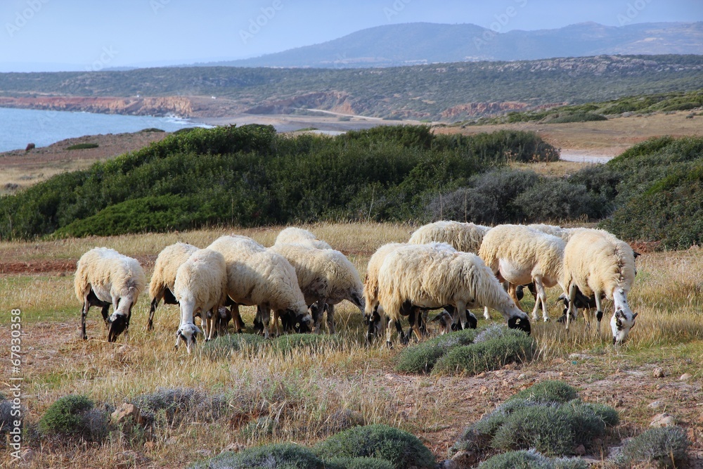 Sheep in Cyprus