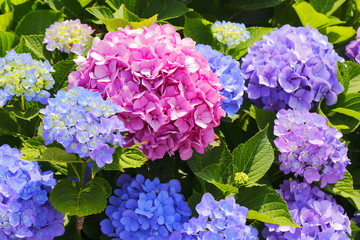 Leinwandbilder Hortensie Japanische Ajisai Hortensie im Frühsommer  © Nishihama