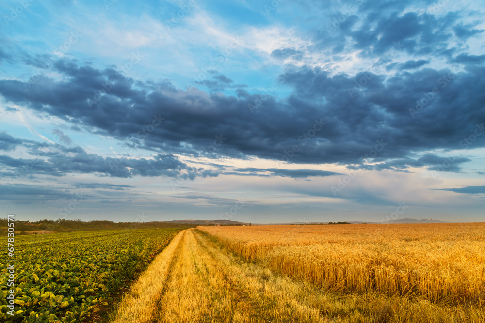 Sunset in fields in summer