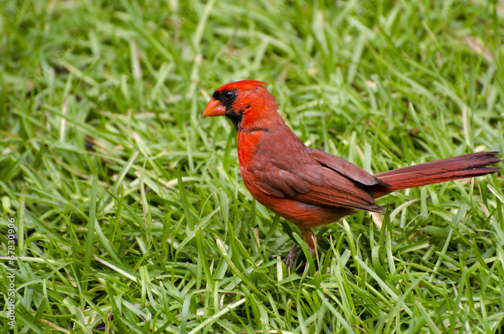 Obraz Male Cardinal in Grass