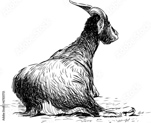 lying goat