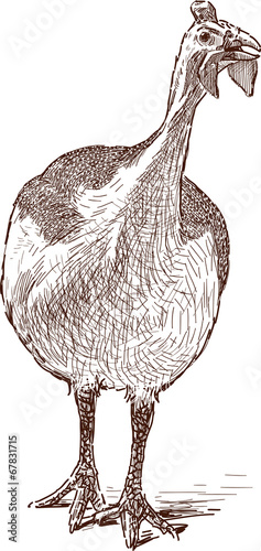 guinea fowl