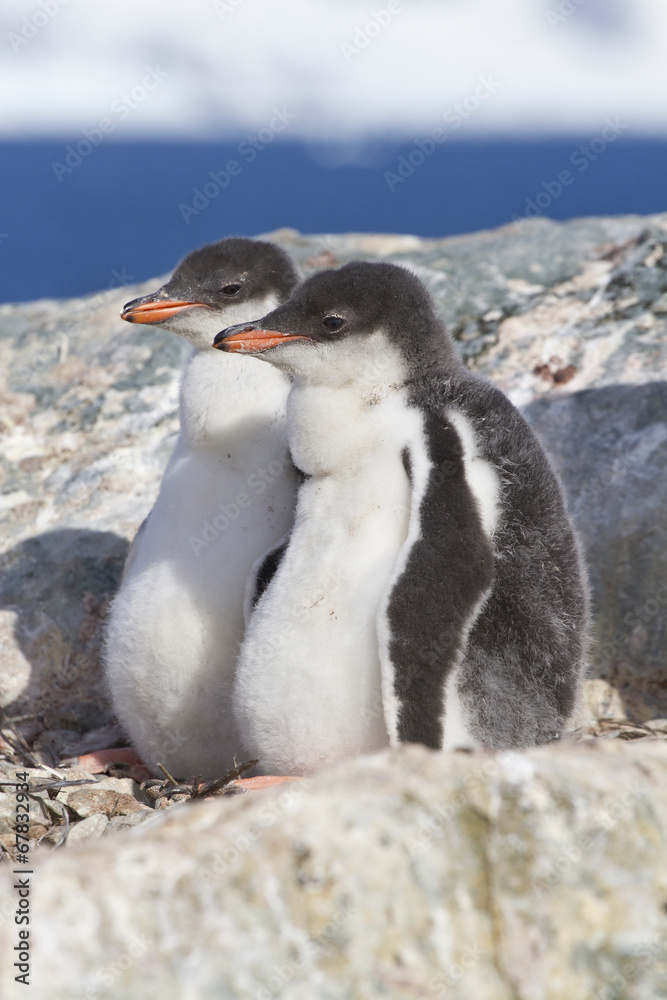 Fototapeta premium Gentoo penguin two chicks sitting in nest in anticipation of par