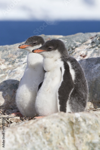 Gentoo penguin two chicks sitting in nest in anticipation of par