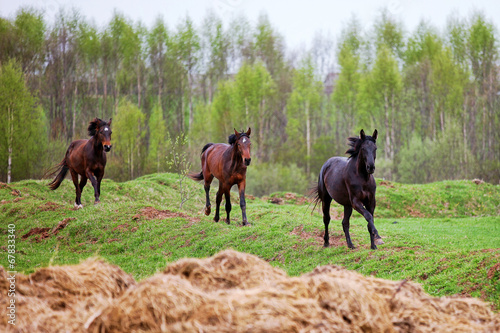 Horses gallop © andreipugach