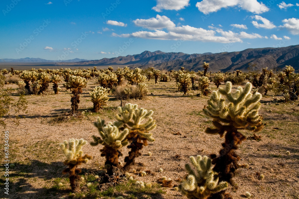 Jumping Cholla Cacti in the Mojave Desert Jumping Cholla Cacti in the Mojave Desert
