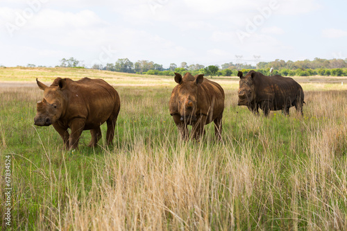 Three Rhinos in a row