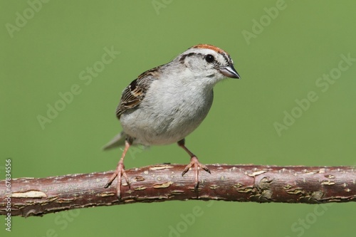 Sparrow On A Branch Singing