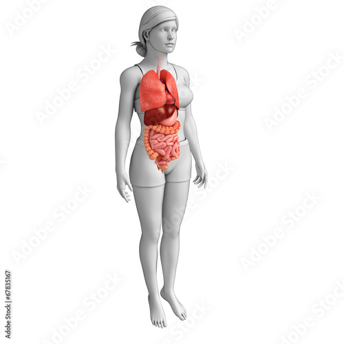 Female digestive system artwork © pixdesign123