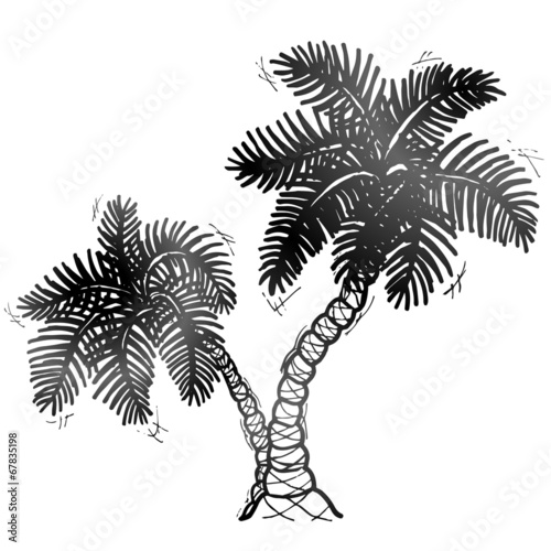 Hand drawn palm tree. Sketch of palm in doodle style