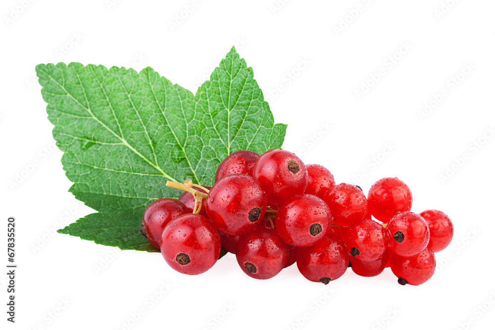 Redcurrant isolated on white