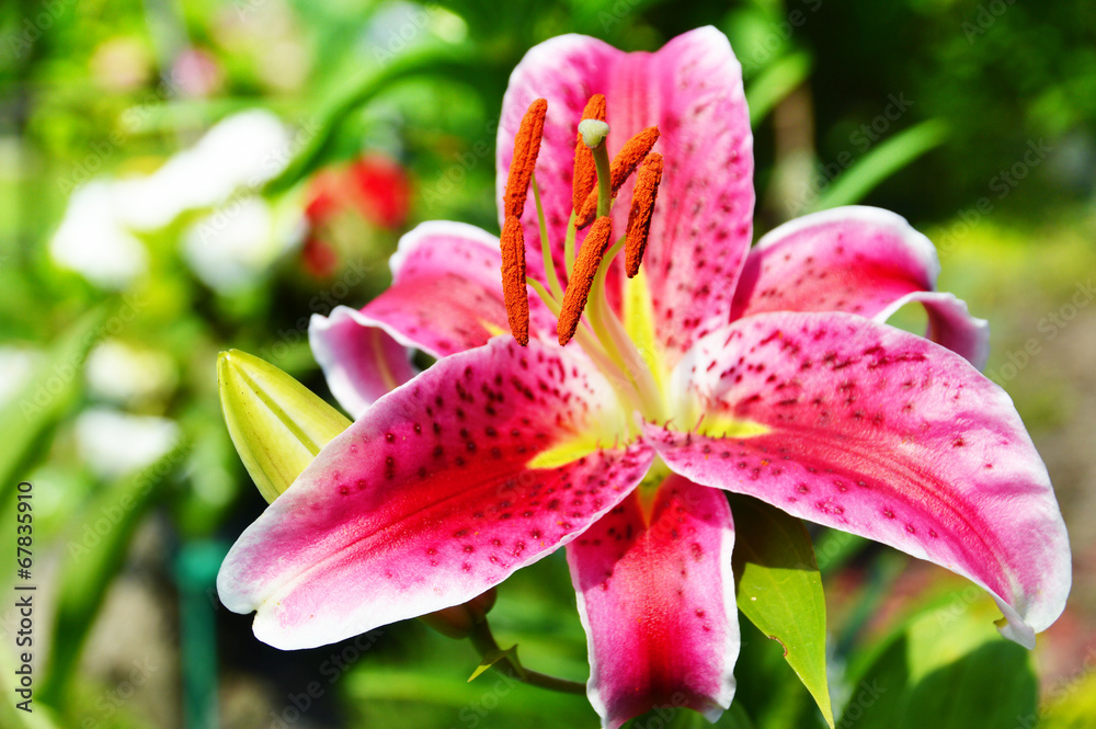 Blooming Lilium in the garden Blooming Lilium in the garden