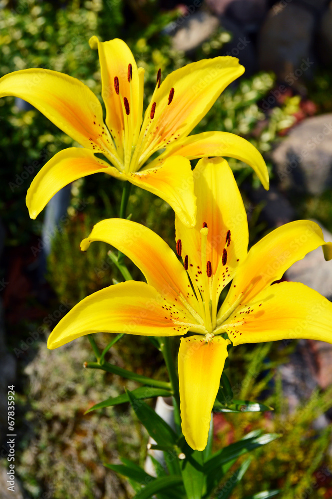 Obraz premium Blooming Lilium in the garden