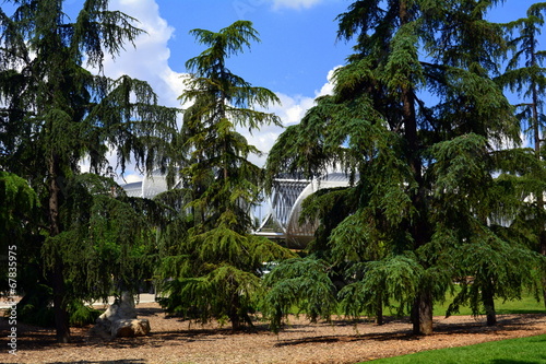 Cedros en el parque de Madrid Río. Madrid