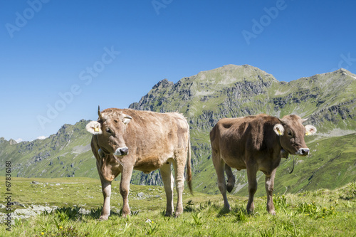 K  he auf der Alm