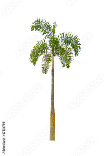 Palm tree on a white background © thanamat