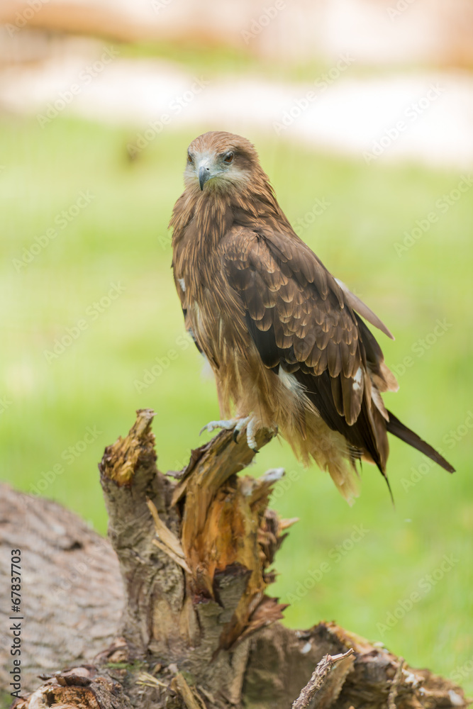 golden eagle golden eagle