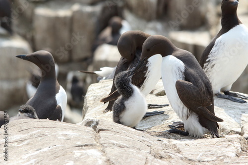 uccello marino isola farne scozia