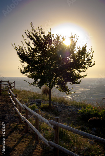 l'albero della luce