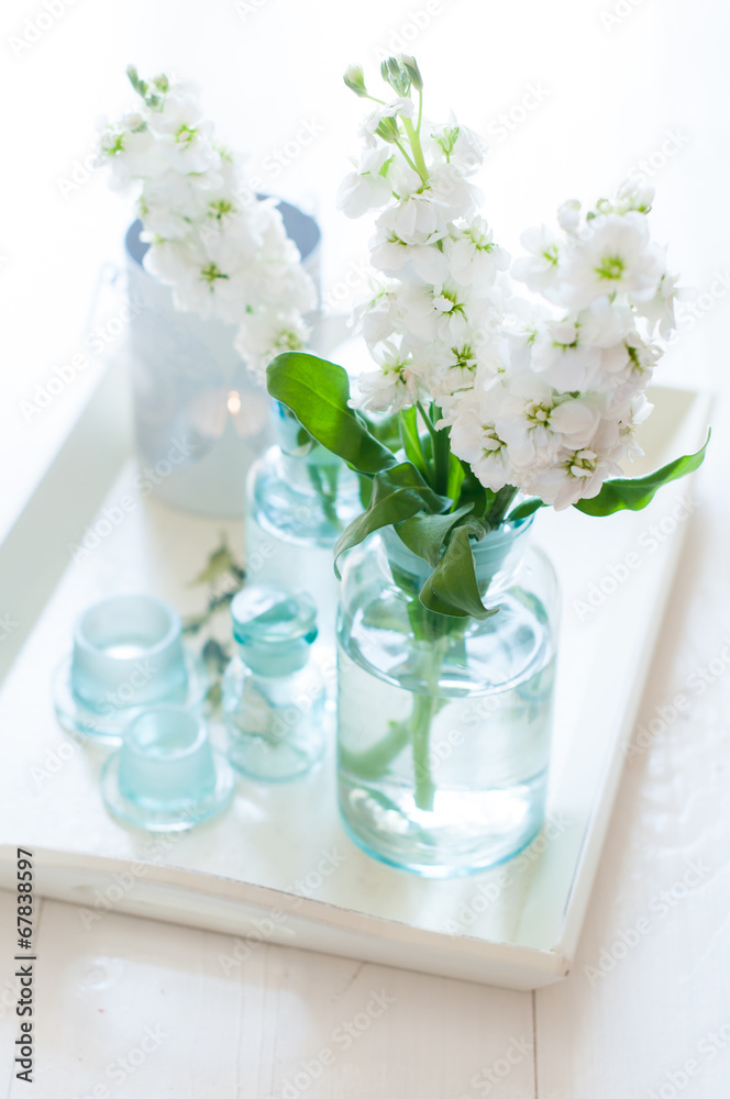 matthiola flowers matthiola flowers