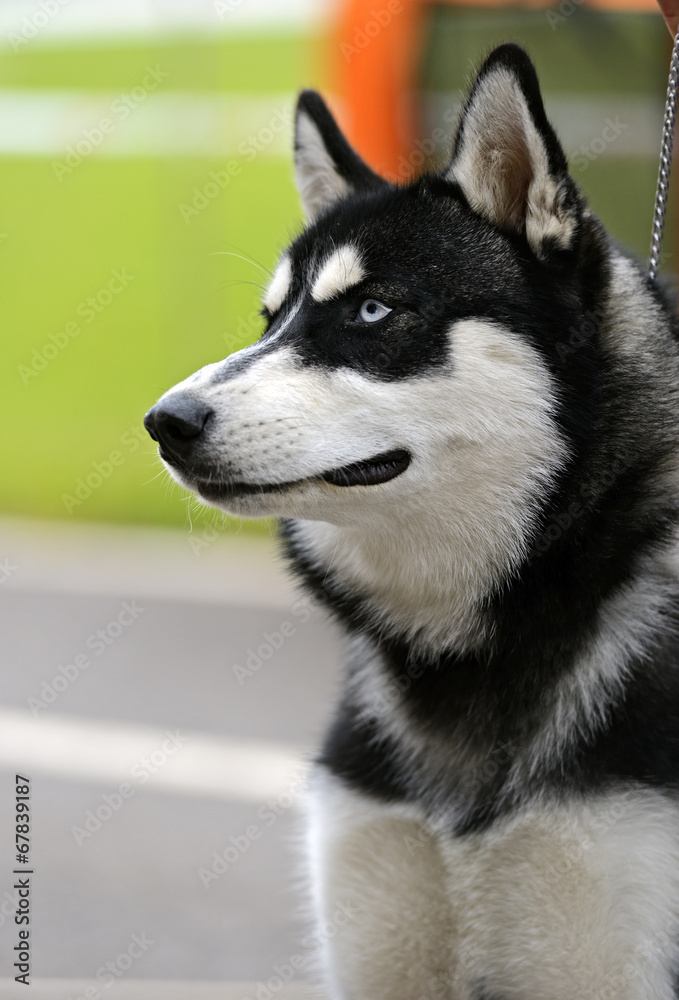 Obraz premium Central Asian Shepherd