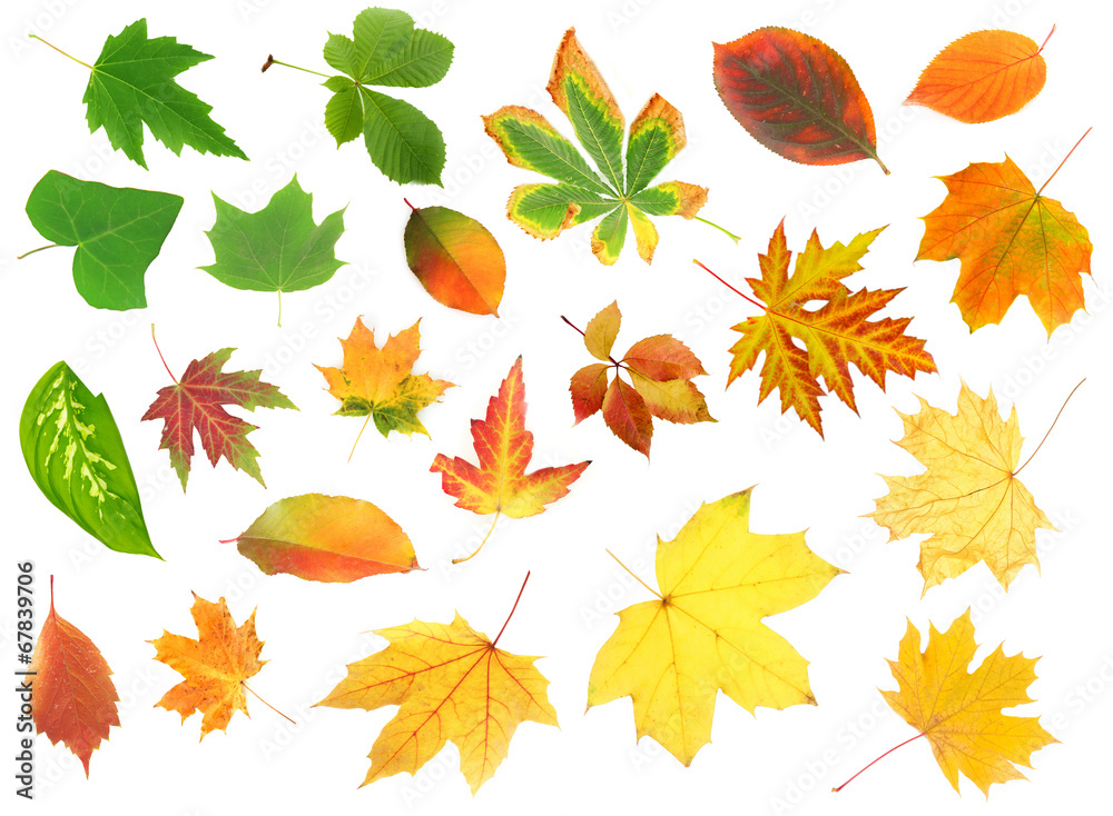 Fototapeta premium Collage of different leaves isolated on white