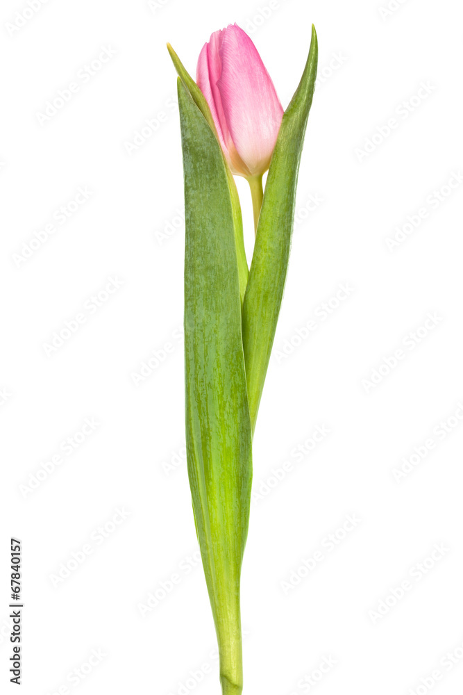 a single pink tulip a single pink tulip