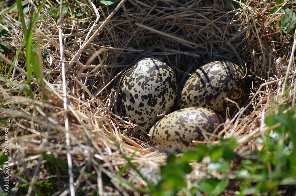 Obraz premium golden plover eggs in subarctic tundra