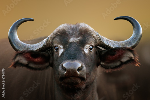 African buffalo Cow Portrait #67841179